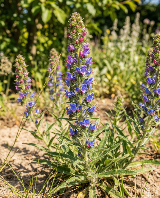 Viper's Bugloss Mix (Echium vulgare) – biennial flower seeds from SeedsChoice