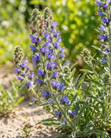 Neidonkielisekoituksen siemenet (Echium vulgare) – kaksivuotinen kukka