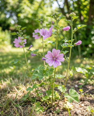 Malvasekoituksen siemenet (Malva sylvestris) – kaksivuotinen kukka | SeedsChoice