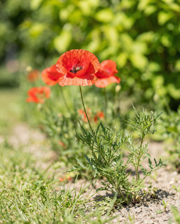 Punainen unikko -siemenseos (Papaver rhoeas) – yksivuotiset kukkasiemenet SeedsChoicelta