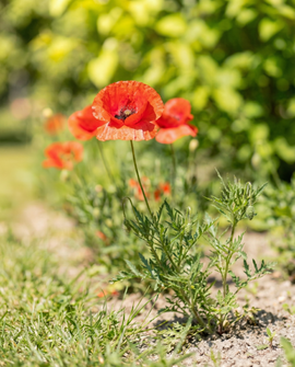 Punainen unikko -siemenseos Papaver Rhoeas yksivuotinen kukka