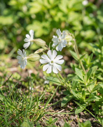 Valkoailakki (Silene latifolia) – monivuotiset kukkasieменet SeedsChoice-verkkokaupasta
