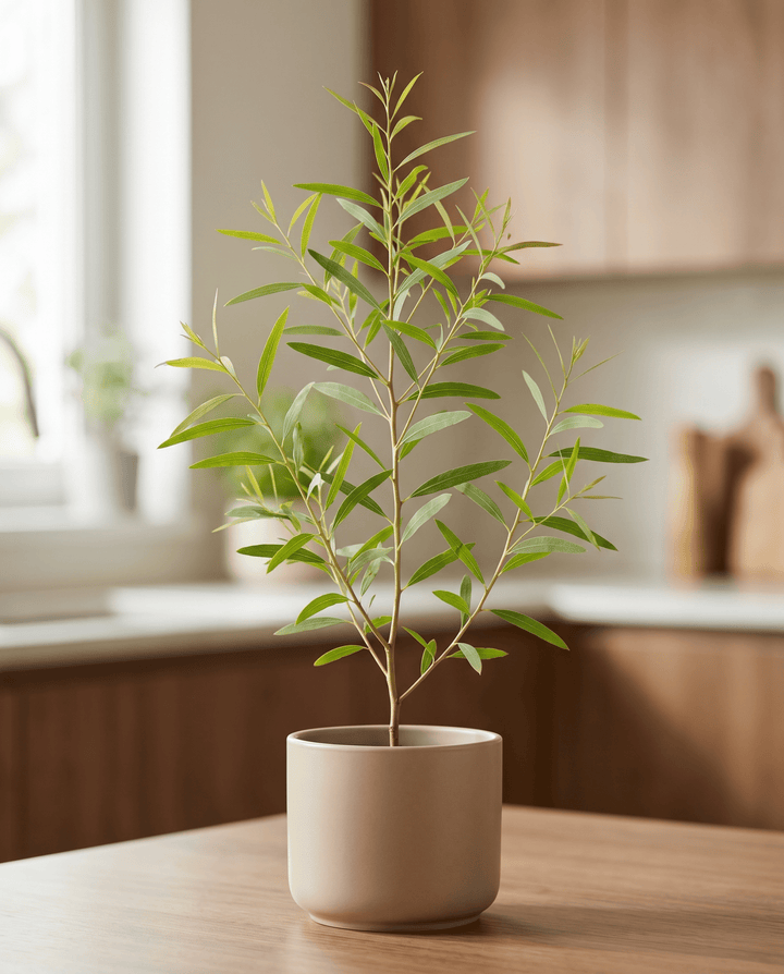 Sitruunaeukalyptuksen siemenet (Eucalyptus citriodora) – monivuotinen yrtti