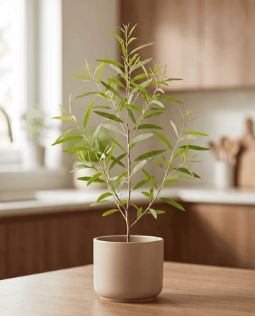 Sitruunakumi (Eucalyptus citriodora) – monivuotiset yrtinsiemenet SeedsChoice