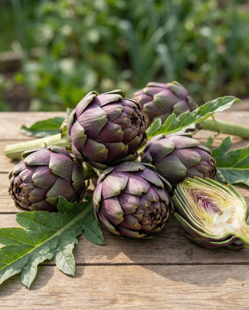 Artisokka Violetto Precoce (Cynara scolymus) – monivuotiset vihannessiemenet SeedsChoicelta