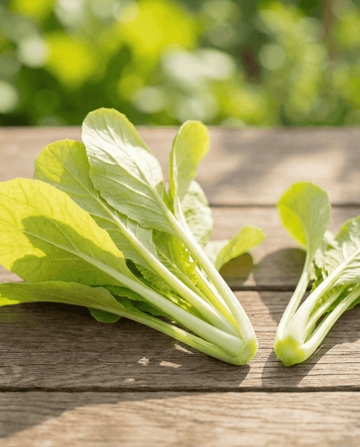 Turnip Greens Yellow (Brassica pekinensis) – annual vegetable seeds from SeedsChoice