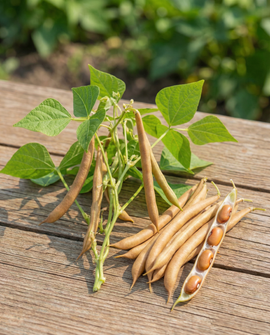 Pensaspapu Brown Dutch siemenet Phaseolus vulgaris yksivuotinen 25g