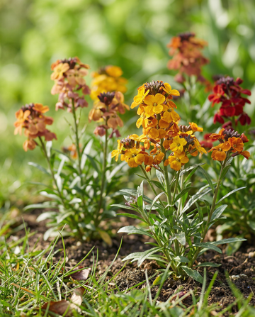 Kultatakiainen Tom Thumb Mixed -siemenet (Erysimum cheiri) – kaksivuotinen kukka