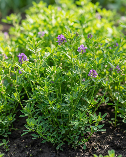 Lucerne Clover viherlannoite 200 g (Medicago sativa) – yksivuotiset viherlannoitesiemenet SeedsChoice | SeedsChoice