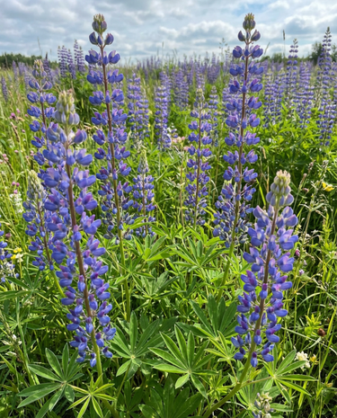 Blue Lupin 100 g viherlannoitussiemenet (Lupinus angustifolius) – yksivuotinen viherlannoitus