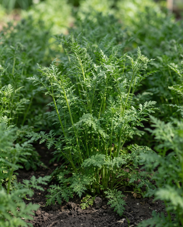 Purple Tansy -viherlannoitesiemenet 100 g (Phacelia tanacetifolia) – yksivuotinen viherlannoite