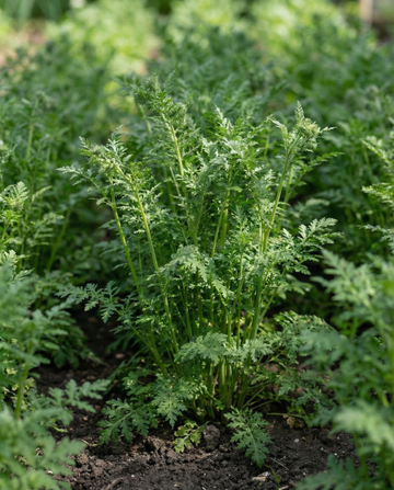 Purple Tansy -viherlannoite 100 g (Phacelia tanacetifolia) – yksivuotiset viherlannoitesiemenet SeedsChoicelta