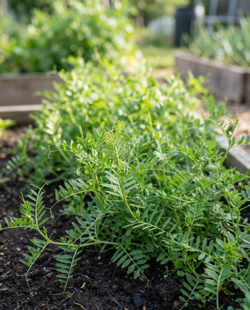 Maavirna viherlannoite 150g siemenet (Vicia sativa) – yksivuotinen viherlannoite