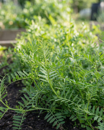 Maavirna viherlannoite 150g (Vicia sativa) – yksivuotiset viherlannoitesiemenet SeedsChoicelta