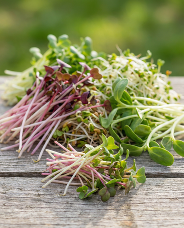 Spicy Sprouting Mix 250g seos – luomusiemenet idättämiseen