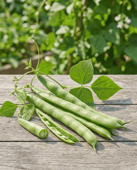 Ruusupapu siemenet Emergo Phaseolus coccineus – yksivuotinen 100g