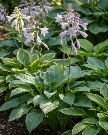 Hybrid Varieties 0.15g -siemenet (Hosta × hybrida) – monivuotinen seos