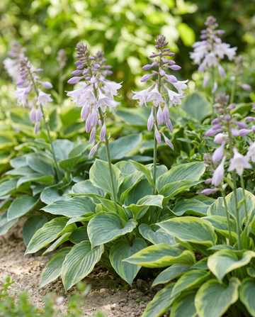 Hybrid Varieties 0.15g (Hosta × hybrida) – monivuotisen seoksen siemenet SeedsChoice-verkkokaupasta