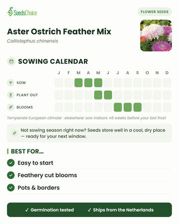 Aster Ostrich Feather Mix -lajikkeen kylvökalenteri lauhkeaan eurooppalaiseen ilmastoon: kylvä maaliskuusta toukokuuhun, istuta ulos toukokuusta kesäkuuhun, kukinta heinäkuusta syyskuuhun; siemenet säilyvät hyvin seuraavaan kylvökauteen asti.