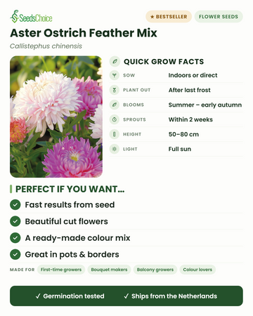 Aster Ostrich Feather Mix Callistephus chinensis nopeat viljelyohjeet: kylvä sisälle tai suoraan keväällä, istuta ulos viimeisen hallan jälkeen, kukinta kesästä alkusyksyyn, korkeus 50–80 cm, täysi aurinko — höyhenimäiset leikkokukat värikästä sekoitusta