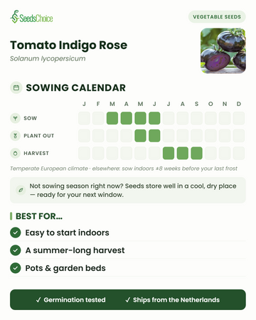 Kylvökalenteri Tomato Indigo Rose -tomaatille lauhkeassa eurooppalaisessa ilmastossa: kylvä maaliskuusta kesäkuuhun, istuta ulos toukokuusta kesäkuuhun, korjaa heinäkuusta syyskuuhun; siemenet säilyvät hyvin seuraavaan kylvökauteen