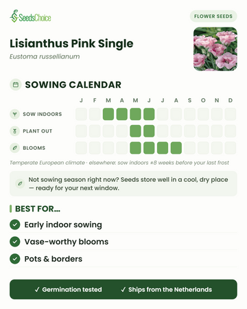 Kylvökalenteri Lisianthus Pink Single -lisianthukselle lauhkeassa eurooppalaisessa ilmastossa: kylvä sisälle maaliskuusta kesäkuuhun, istuta ulos toukokuusta kesäkuuhun, kukinta toukokuusta elokuuhun; siemenet säilyvät hyvin seuraavaan kylvökauteen