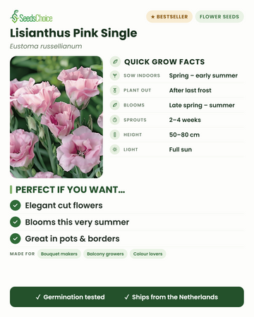 Lisianthus Pink Single Eustoma russellianum -viljelyohje lyhyesti: kylvä sisätiloissa keväällä tai alkukesällä, siirrä ulos viimeisten hallojen jälkeen, kukkii myöhäiskeväästä kesään, korkeus 50–80 cm, täysi aurinko — tyylikäs leikkokukka