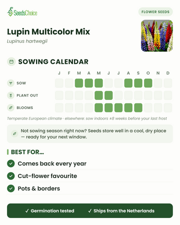 Kylvökalenteri Lupin Multicolor Mix -lupiinille lauhkeassa eurooppalaisessa ilmastossa: kylvä maaliskuusta toukokuuhun tai elokuusta lokakuuhun, kukinta toukokuusta syyskuuhun; siemenet säilyvät hyvin seuraavaan kylvökauteen