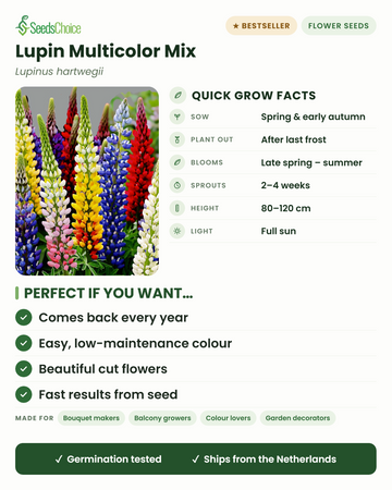Lupin Multicolor Mix Lupinus hartwegii pikakasvatusohje: kylvä keväällä tai alkusyksyllä, istuta ulos viimeisten hallojen jälkeen, kukkii myöhäiskeväästä kesään, korkeus 80–120 cm, täysi aurinko — monivuotinen kasvi, joka palaa joka vuosi