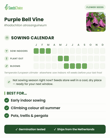 Kylvökalenteri Purple Bell Vine -köynnökselle lauhkeassa eurooppalaisessa ilmastossa: kylvä sisälle tammikuusta maaliskuuhun, istuta ulos toukokuusta kesäkuuhun, kukinta kesäkuusta syyskuuhun; siemenet säilyvät hyvin seuraavaan kylvökauteen