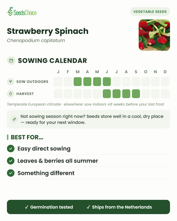 Kylvökalenteri Strawberry Spinach -mansikkapinaatille lauhkeassa eurooppalaisessa ilmastossa: kylvä suoraan maahan maaliskuusta kesäkuuhun, korjaa kesäkuusta syyskuuhun; siemenet säilyvät hyvin seuraavaan kylvökauteen