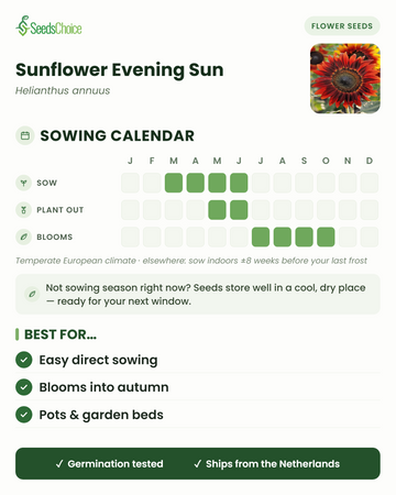Kylvökalenteri Sunflower Evening Sun -auringonkukalle lauhkeassa eurooppalaisessa ilmastossa: kylvä maaliskuusta kesäkuuhun, istuta ulos toukokuusta kesäkuuhun, kukinta heinäkuusta lokakuuhun; siemenet säilyvät hyvin seuraavaan kylvökauteen