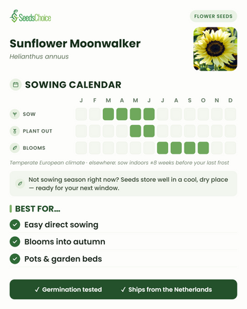 Kylvökalenteri Sunflower Moonwalker -auringonkukalle lauhkeassa eurooppalaisessa ilmastossa: kylvä maaliskuusta kesäkuuhun, istuta ulos toukokuusta kesäkuuhun, kukinta heinäkuusta lokakuuhun; siemenet säilyvät hyvin seuraavaan kylvökauteen