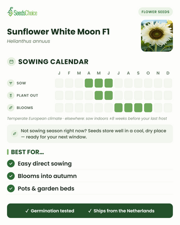 Kylvökalenteri Sunflower White Moon F1 -auringonkukalle lauhkeassa eurooppalaisessa ilmastossa: kylvä huhtikuusta kesäkuuhun, istuta ulos toukokuusta kesäkuuhun, kukinta heinäkuusta lokakuuhun; siemenet säilyvät hyvin seuraavaan kylvökauteen