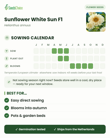 Kylvökalenteri Sunflower White Sun F1 -auringonkukalle lauhkeassa eurooppalaisessa ilmastossa: kylvä huhtikuusta kesäkuuhun, istuta ulos toukokuusta kesäkuuhun, kukinta heinäkuusta lokakuuhun; siemenet säilyvät hyvin seuraavaan kylvökauteen