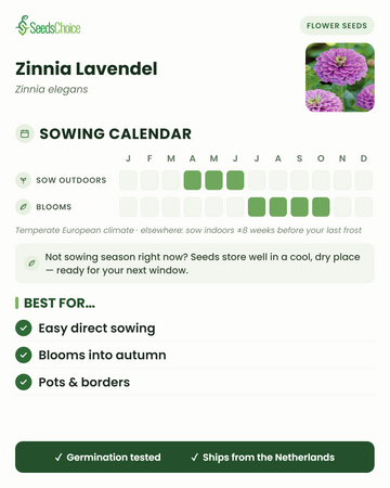 Kylvökalenteri Zinnia Lavendel -sinnialle lauhkeassa eurooppalaisessa ilmastossa: kylvä suoraan maahan huhtikuusta kesäkuuhun, kukinta heinäkuusta lokakuuhun; siemenet säilyvät hyvin seuraavaan kylvökauteen