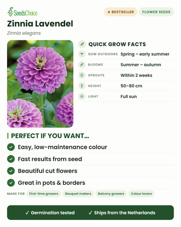 Zinnia Lavendel Zinnia elegans – nopeat kasvutiedot: kylvetään suoraan keväästä alkukesään, kukkii kesästä syksyyn, korkeus 50–80 cm, täysi aurinko — helppohoitoinen leikkukukka